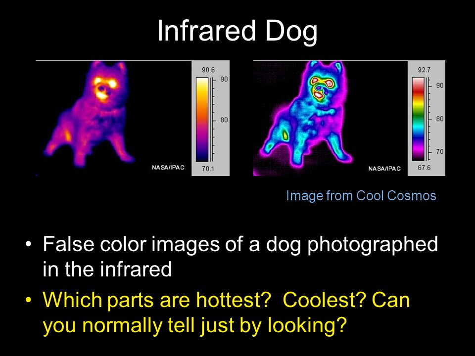 Infrared Dog False color images of a dog photographed in the infrared Which parts are hottest.