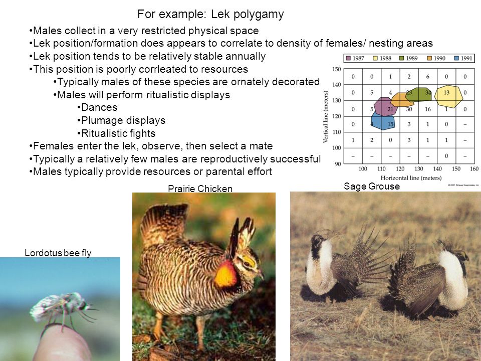 Example Of Polygamy In Animals