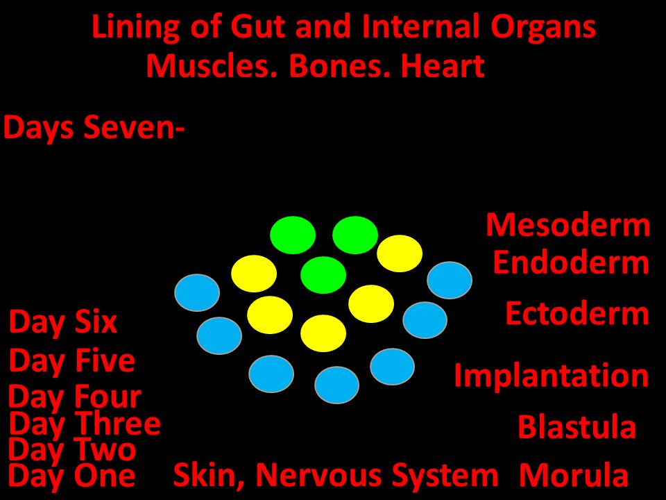 Day One Day Two Day Three Day Four Morula Day Five Blastula Day Six Implantation Days Seven-Ten Ectoderm Skin, Nervous System Endoderm Lining of Gut and Internal Organs Muscles, Bones, Heart Mesoderm