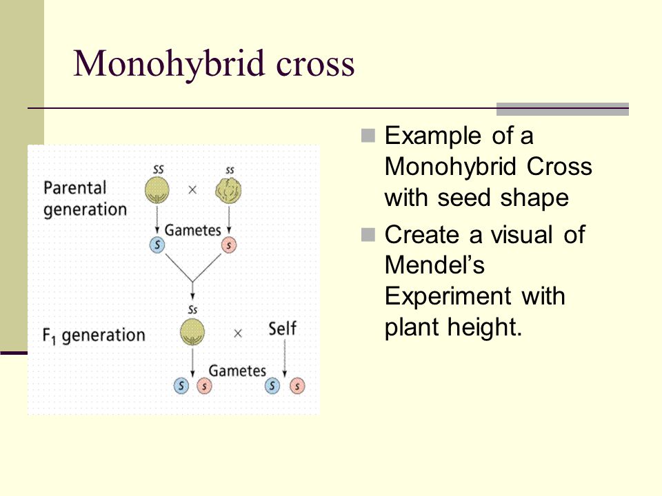 Monohybrid cross Example of a Monohybrid Cross with seed shape Create a visual of Mendel’s Experiment with plant height.
