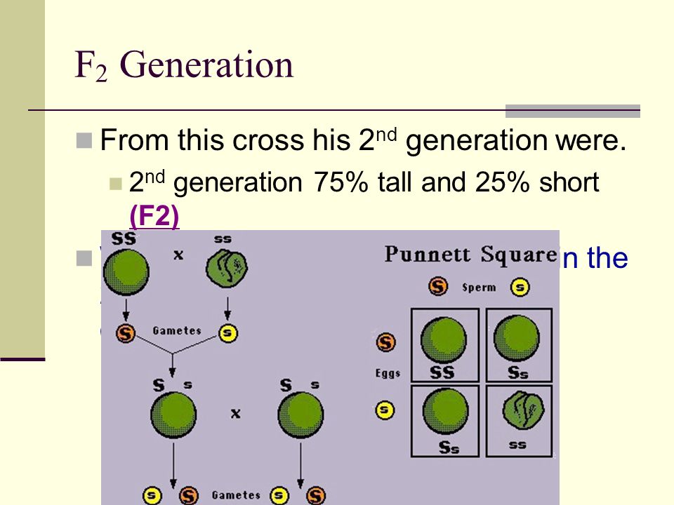 F 2 Generation From this cross his 2 nd generation were.