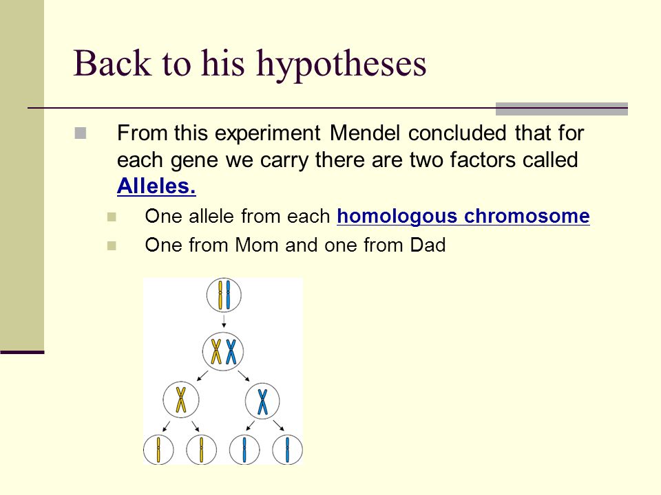 Back to his hypotheses From this experiment Mendel concluded that for each gene we carry there are two factors called Alleles.