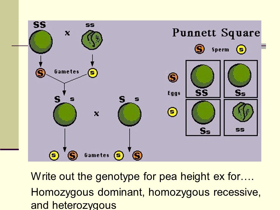 Write out the genotype for pea height ex for….