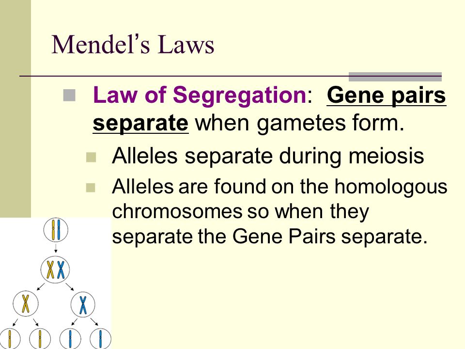 Mendel ’ s Laws Law of Segregation: Gene pairs separate when gametes form.