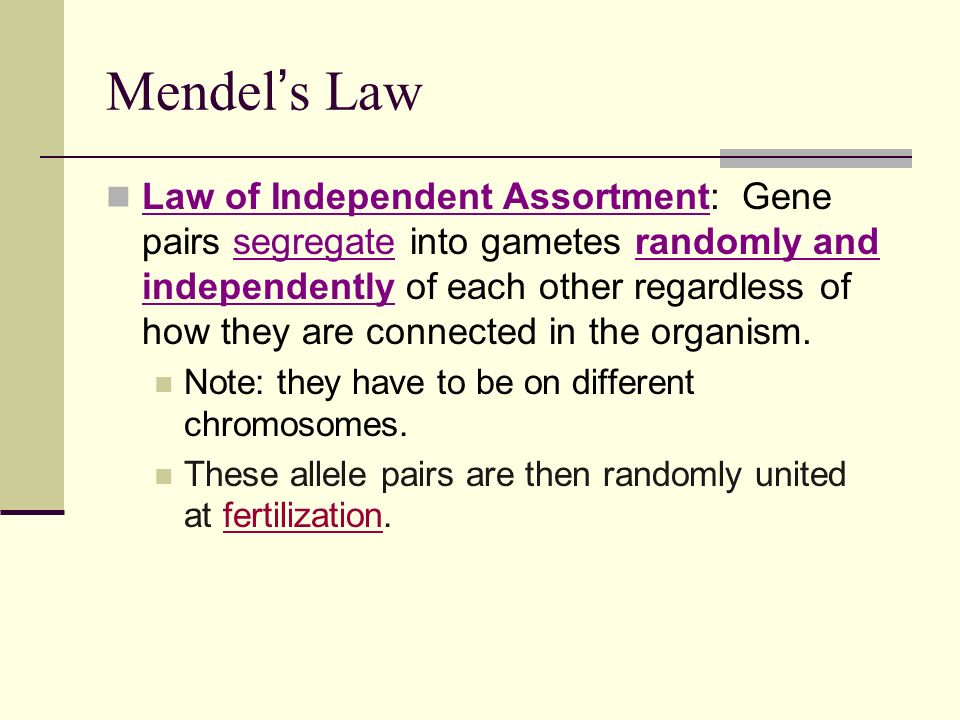 Mendel ’ s Law Law of Independent Assortment: Gene pairs segregate into gametes randomly and independently of each other regardless of how they are connected in the organism.