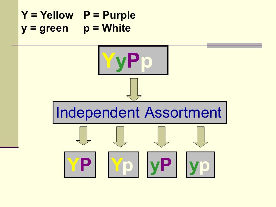 YyPpYyPp Independent Assortment YPYPYpYp yPyPypyp Y = Yellow y = green P = Purple p = White