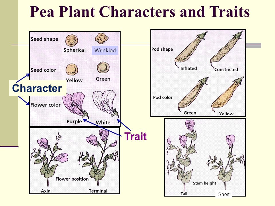 Pea Plant Characters and Traits Wrinkled Short Character Trait