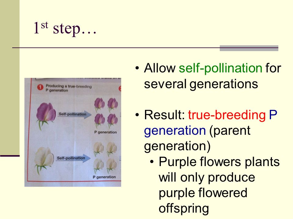 1 st step… Allow self-pollination for several generations Result: true-breeding P generation (parent generation) Purple flowers plants will only produce purple flowered offspring
