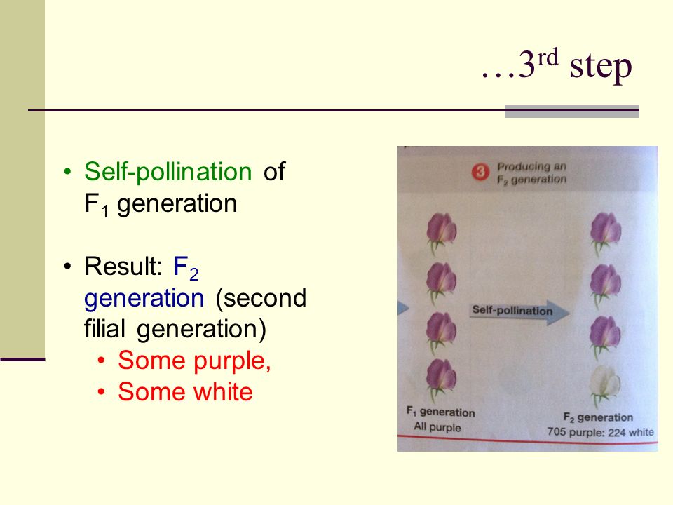 …3 rd step Self-pollination of F 1 generation Result: F 2 generation (second filial generation) Some purple, Some white