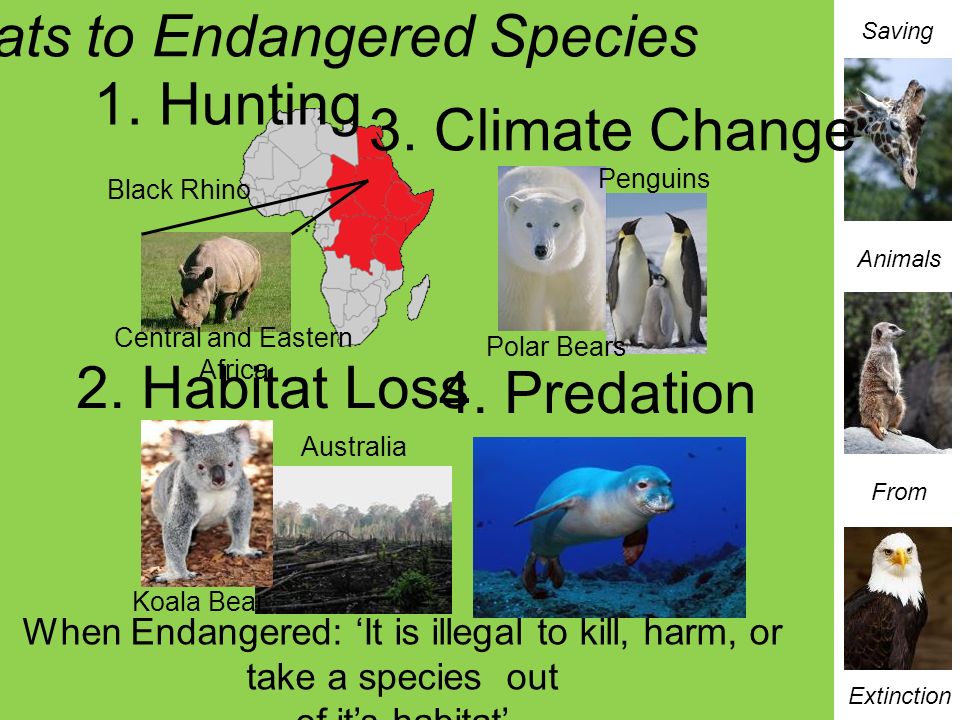 Saving Animals From Extinction Introduction on the WildCare Trust Animals  are facing constant threats across the globe… © Photos Courtesy of  . - ppt download