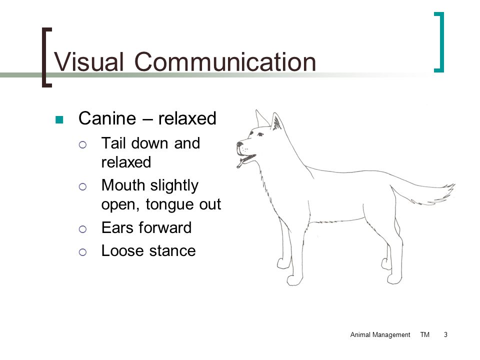 Animal Management TM1 Types of Communication Auditory Animals use sounds to  communicate danger, feeding, reproductive readiness, species recognition  and. - ppt download