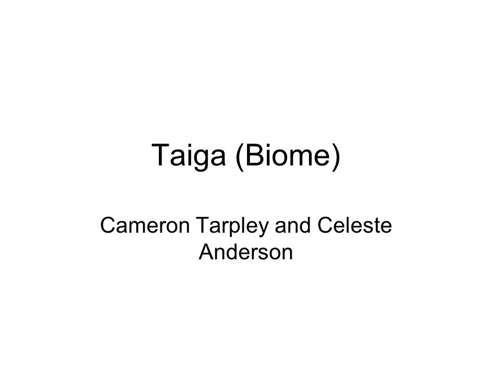 Taiga (Biome) Cameron Tarpley and Celeste Anderson