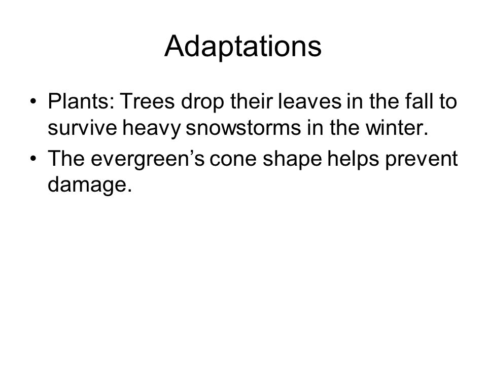 Adaptations Plants: Trees drop their leaves in the fall to survive heavy snowstorms in the winter.