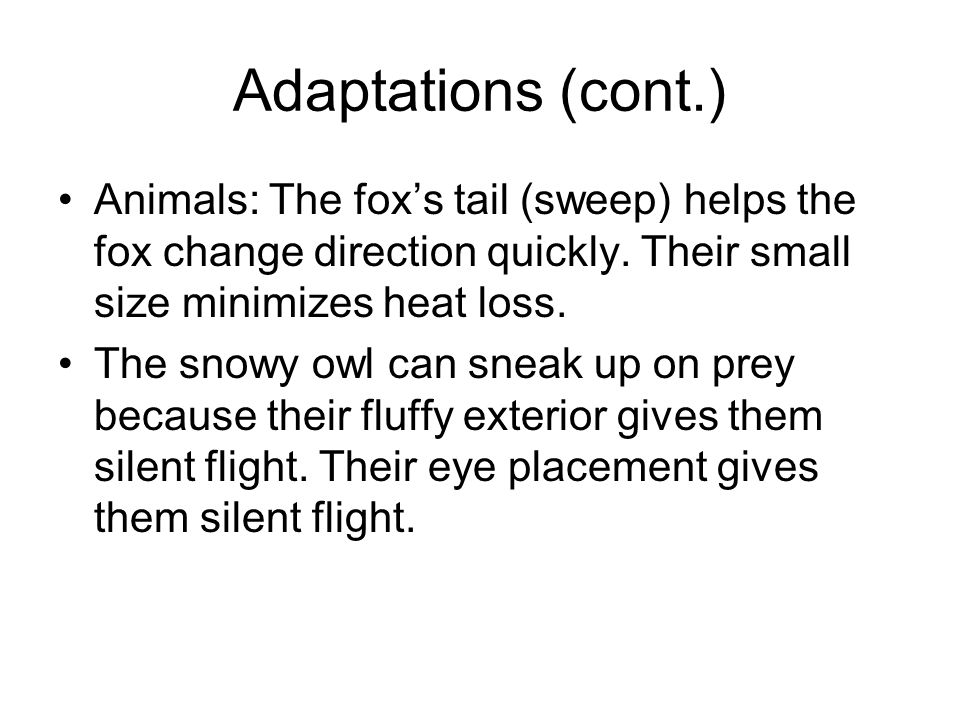Adaptations (cont.) Animals: The fox’s tail (sweep) helps the fox change direction quickly.