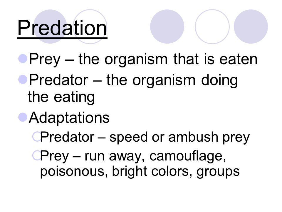 Predation Prey – the organism that is eaten Predator – the organism doing the eating Adaptations  Predator – speed or ambush prey  Prey – run away, camouflage, poisonous, bright colors, groups
