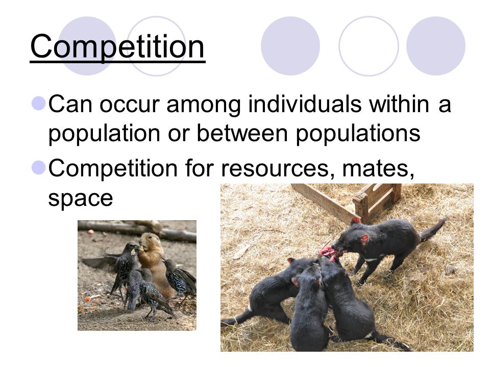 Competition Can occur among individuals within a population or between populations Competition for resources, mates, space