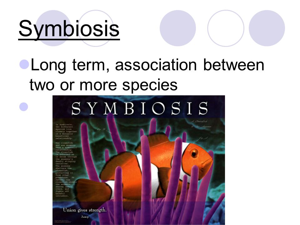Symbiosis Long term, association between two or more species