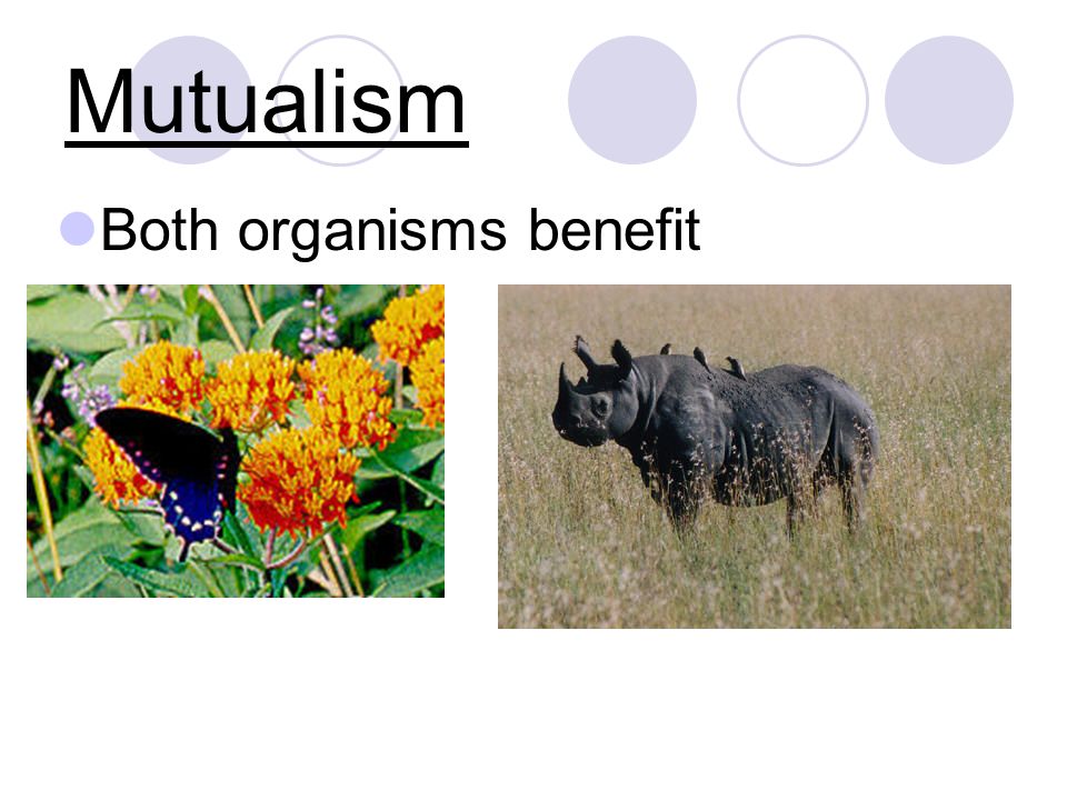 Mutualism Both organisms benefit