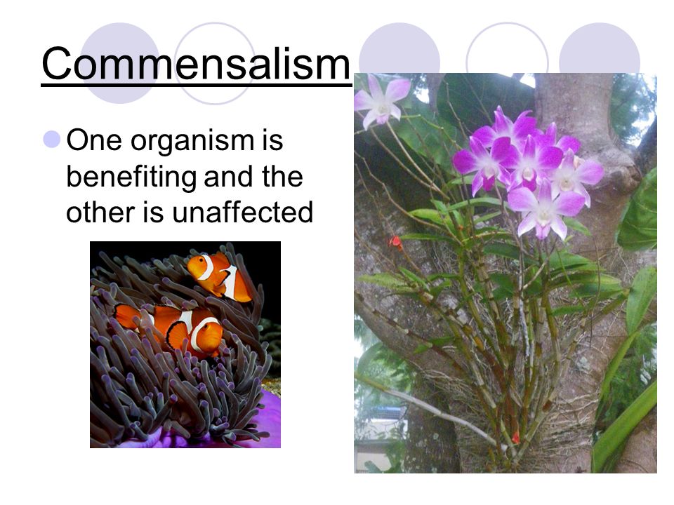 Commensalism One organism is benefiting and the other is unaffected