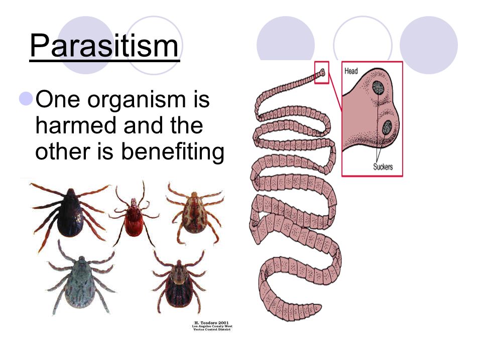 Parasitism One organism is harmed and the other is benefiting