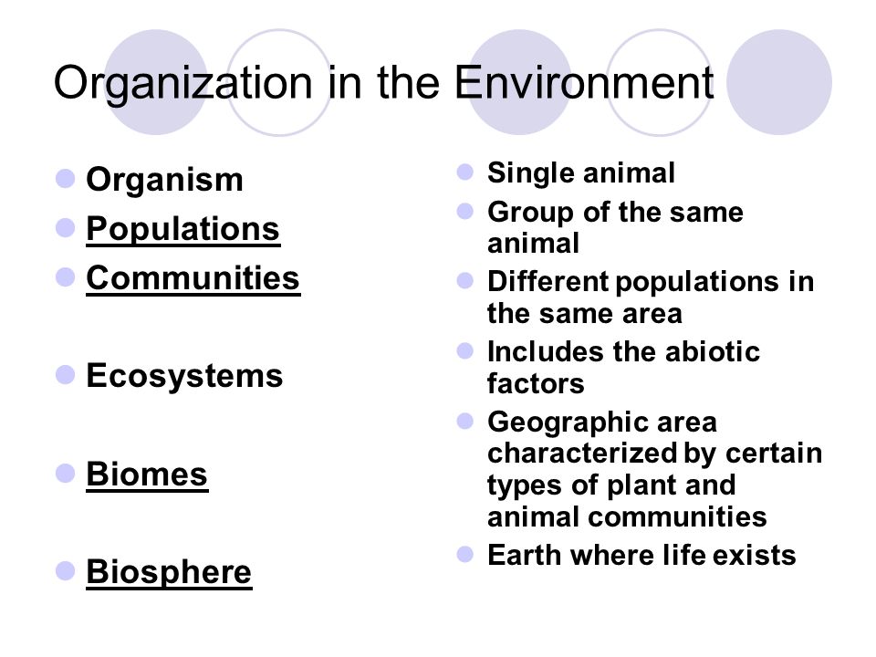 Organization in the Environment Organism Populations Communities Ecosystems Biomes Biosphere Single animal Group of the same animal Different populations in the same area Includes the abiotic factors Geographic area characterized by certain types of plant and animal communities Earth where life exists