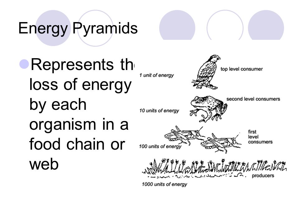 Energy Pyramids Represents the loss of energy by each organism in a food chain or web
