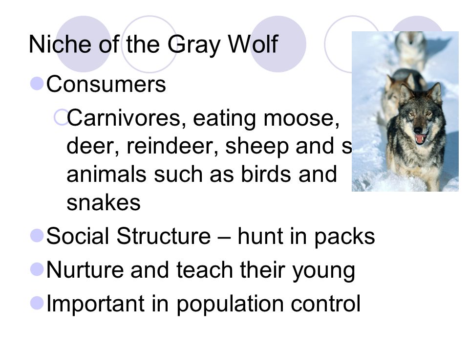 Niche of the Gray Wolf Consumers  Carnivores, eating moose, deer, reindeer, sheep and small animals such as birds and snakes Social Structure – hunt in packs Nurture and teach their young Important in population control