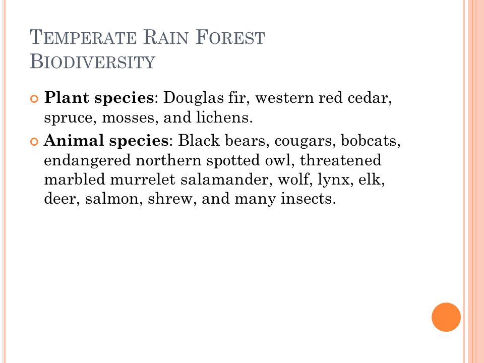 T EMPERATE R AIN F OREST B IODIVERSITY Plant species : Douglas fir, western red cedar, spruce, mosses, and lichens.