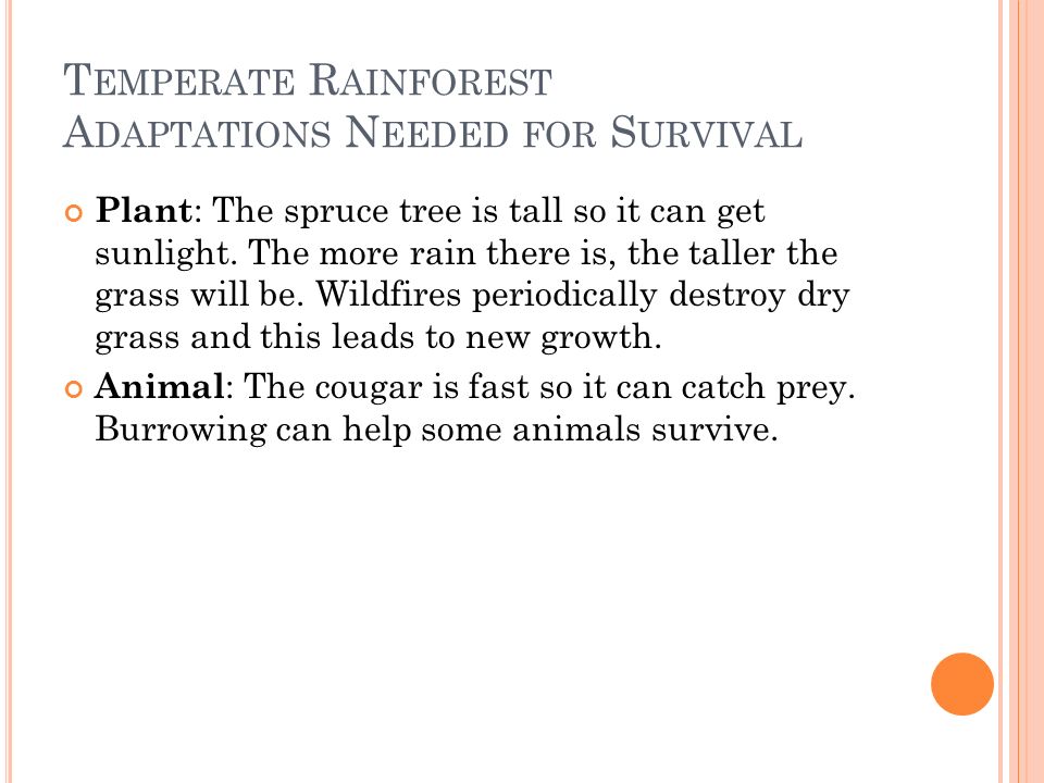 T EMPERATE R AINFOREST A DAPTATIONS N EEDED FOR S URVIVAL Plant : The spruce tree is tall so it can get sunlight.
