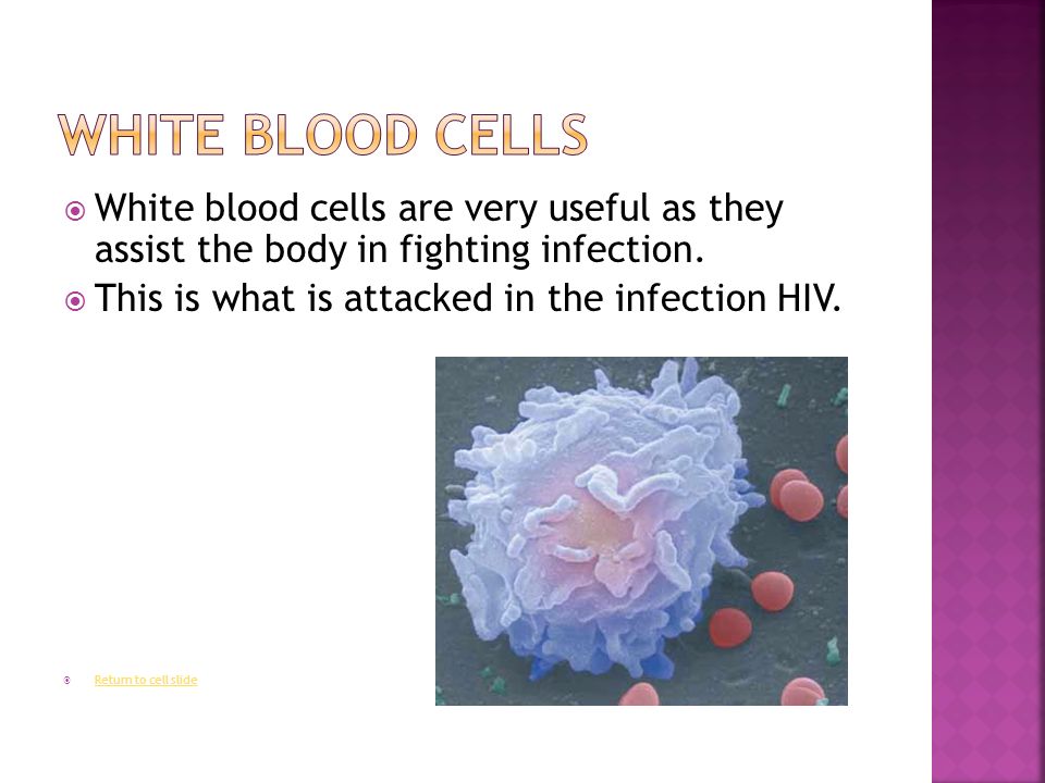  White blood cells are very useful as they assist the body in fighting infection.