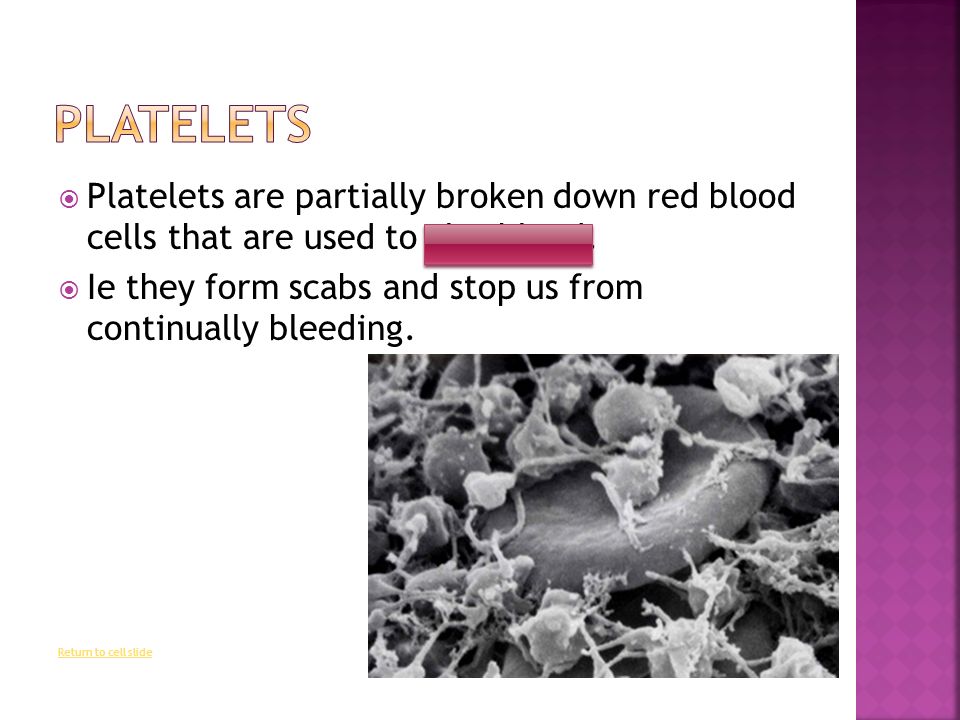  Platelets are partially broken down red blood cells that are used to clot blood.