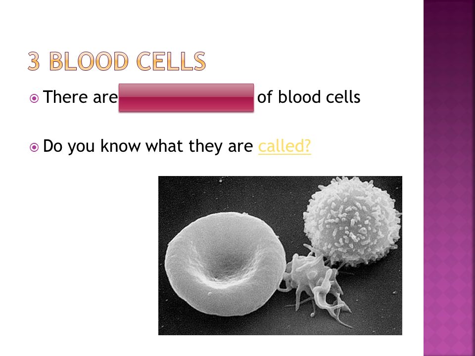  There are 3 different types of blood cells  Do you know what they are called called