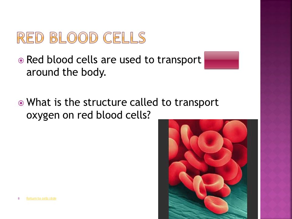  Red blood cells are used to transport oxygen around the body.