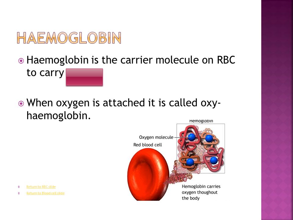  Haemoglobin is the carrier molecule on RBC to carry oxygen  When oxygen is attached it is called oxy- haemoglobin.