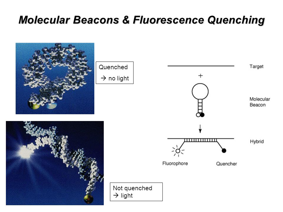 Molecular Beacons & Fluorescence Quenching Quenched  no light Not quenched  light