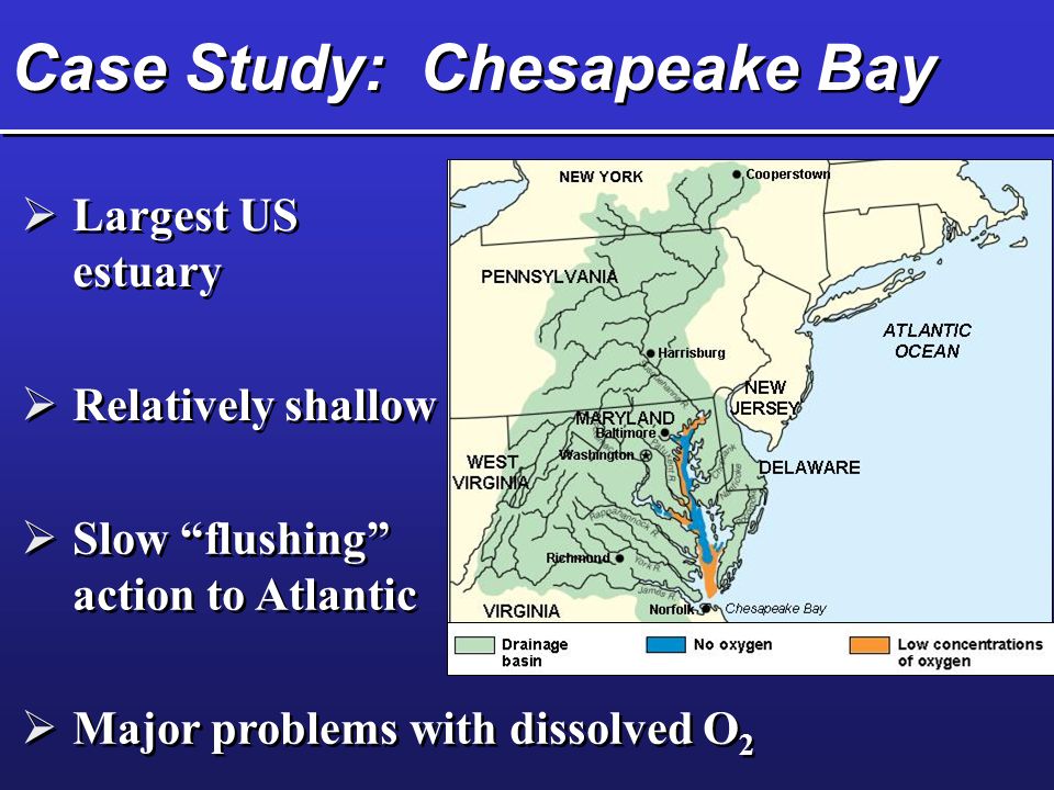 Case Study: Chesapeake Bay  Largest US estuary  Relatively shallow  Slow flushing action to Atlantic  Major problems with dissolved O 2