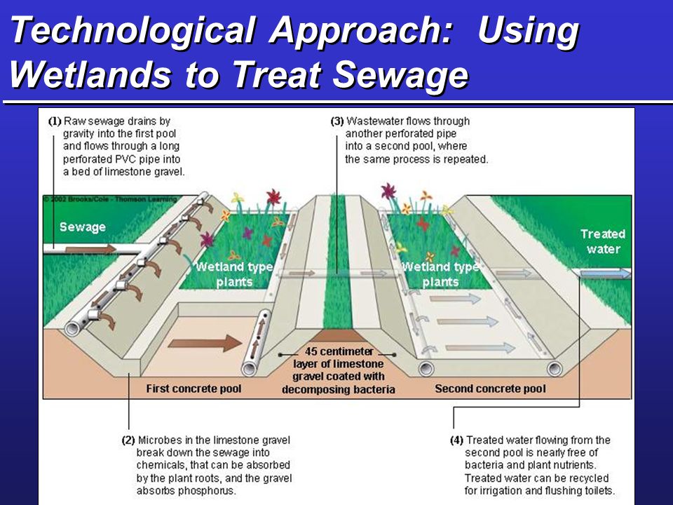 Technological Approach: Using Wetlands to Treat Sewage