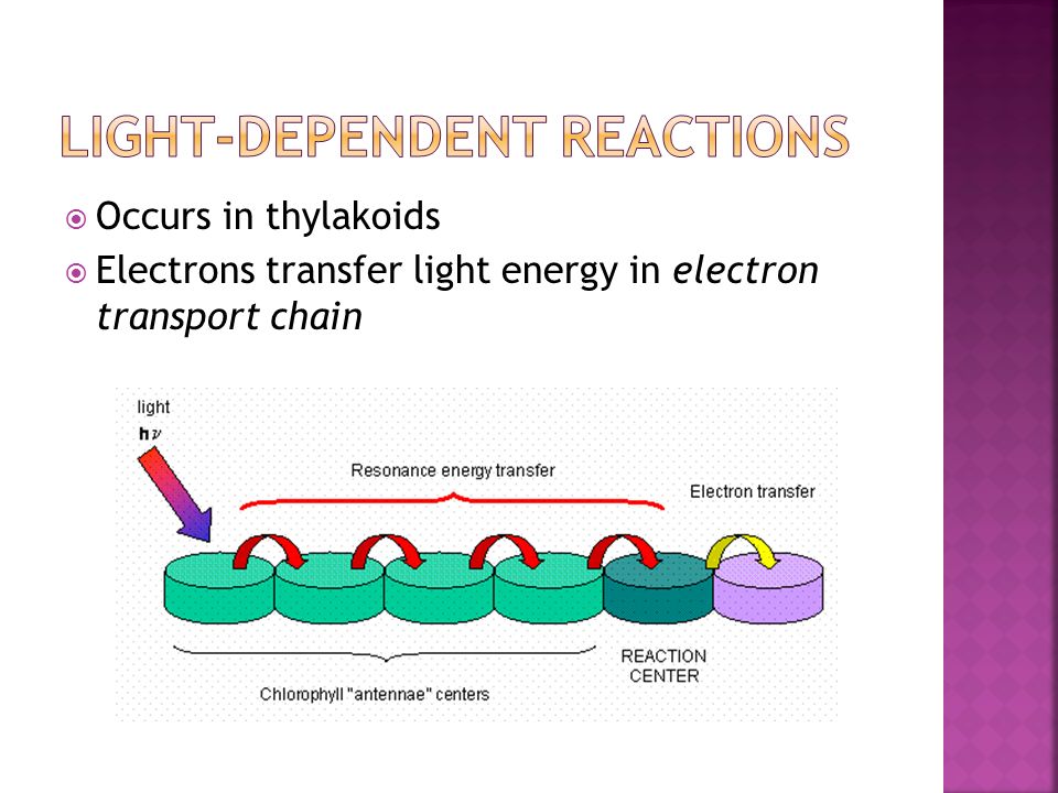  Occurs in thylakoids  Electrons transfer light energy in electron transport chain