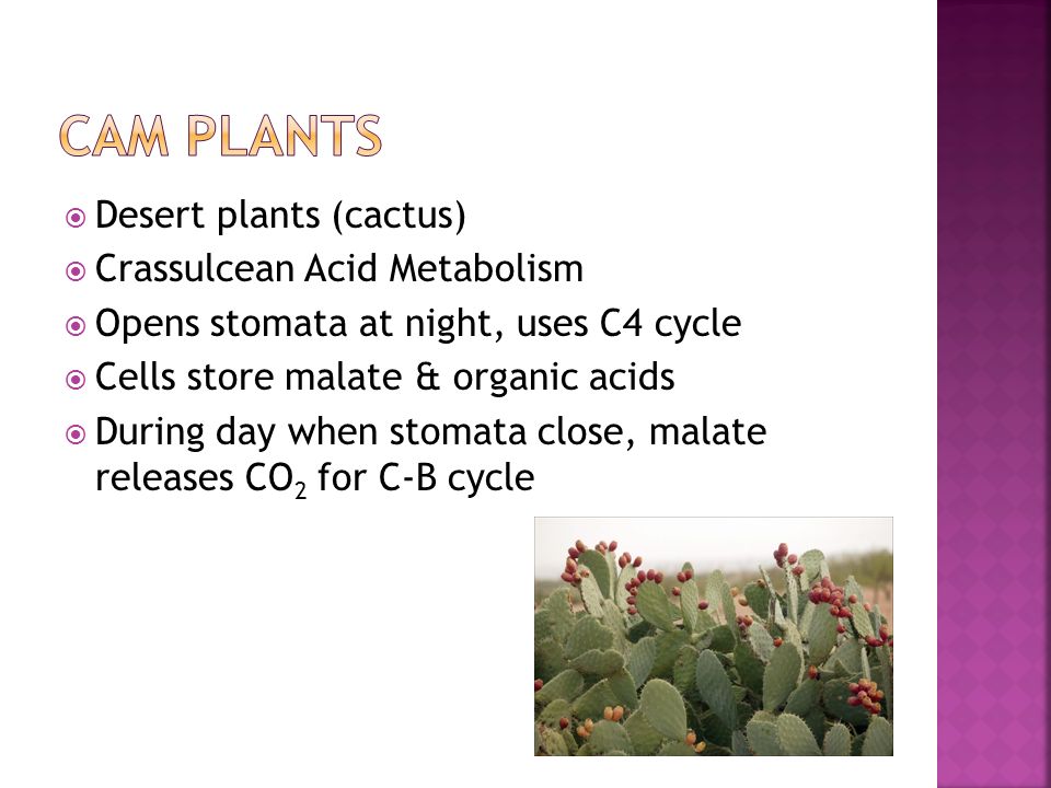  Desert plants (cactus)  Crassulcean Acid Metabolism  Opens stomata at night, uses C4 cycle  Cells store malate & organic acids  During day when stomata close, malate releases CO 2 for C-B cycle