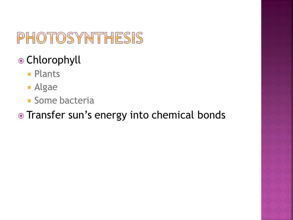  Chlorophyll  Plants  Algae  Some bacteria  Transfer sun’s energy into chemical bonds