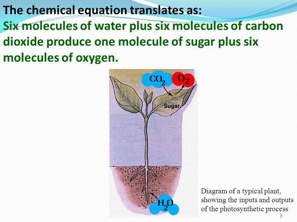 The chemical equation translates as: Six molecules of water plus six molecules of carbon dioxide produce one molecule of sugar plus six molecules of oxygen.