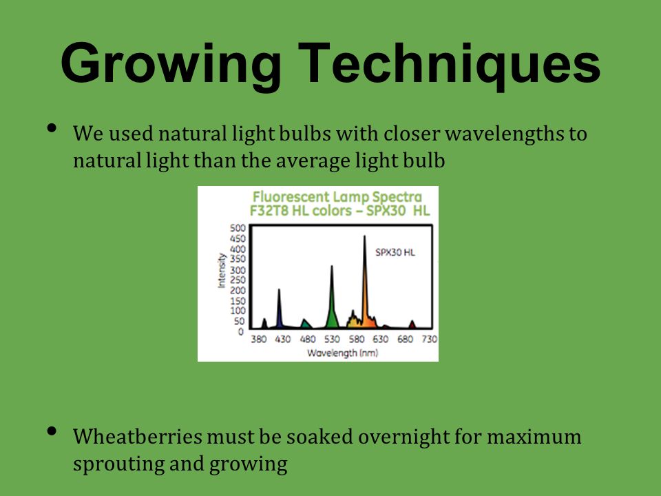 We used natural light bulbs with closer wavelengths to natural light than the average light bulb Wheatberries must be soaked overnight for maximum sprouting and growing Growing Techniques