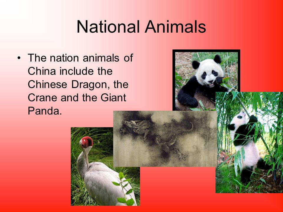 CHINA. National Animals The nation animals of China include the Chinese  Dragon, the Crane and the Giant Panda. - ppt download