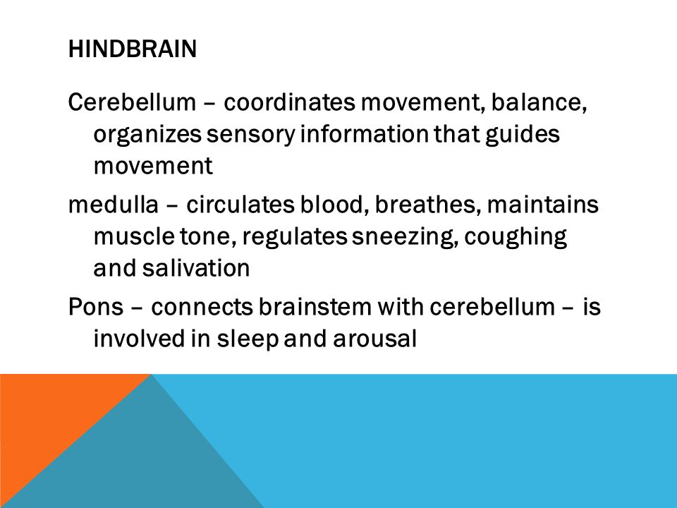 HINDBRAIN Cerebellum – coordinates movement, balance, organizes sensory information that guides movement medulla – circulates blood, breathes, maintains muscle tone, regulates sneezing, coughing and salivation Pons – connects brainstem with cerebellum – is involved in sleep and arousal