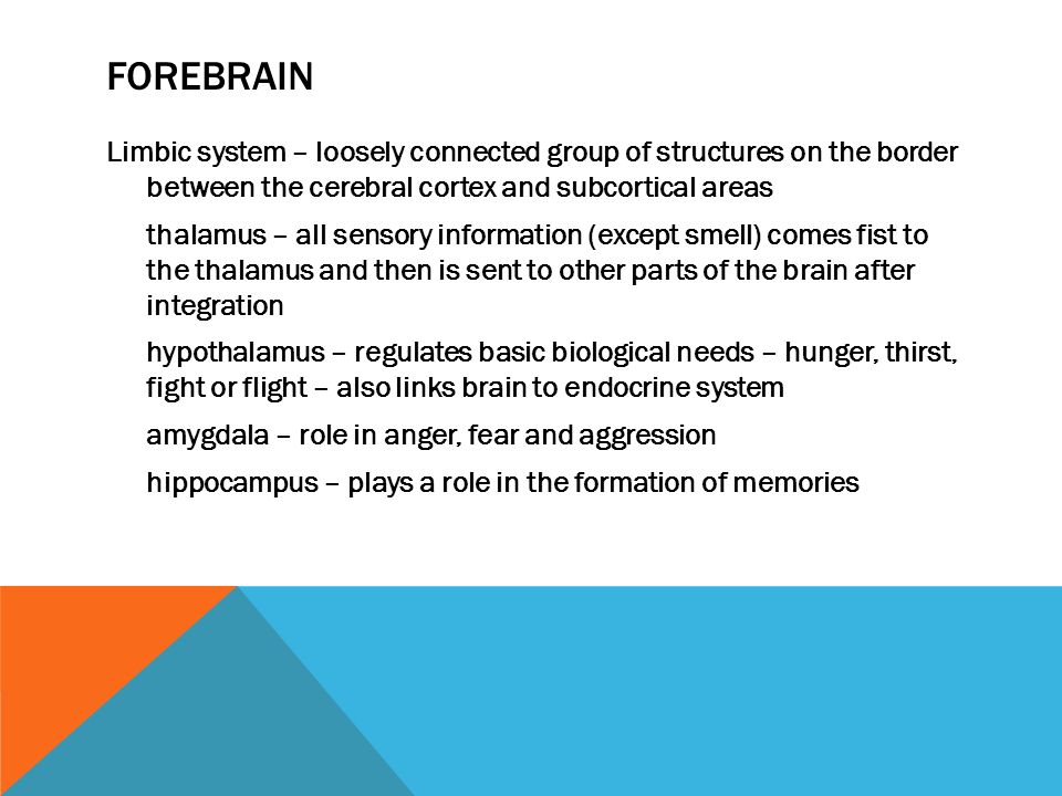 FOREBRAIN Limbic system – loosely connected group of structures on the border between the cerebral cortex and subcortical areas thalamus – all sensory information (except smell) comes fist to the thalamus and then is sent to other parts of the brain after integration hypothalamus – regulates basic biological needs – hunger, thirst, fight or flight – also links brain to endocrine system amygdala – role in anger, fear and aggression hippocampus – plays a role in the formation of memories