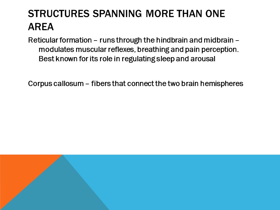 STRUCTURES SPANNING MORE THAN ONE AREA Reticular formation – runs through the hindbrain and midbrain – modulates muscular reflexes, breathing and pain perception.