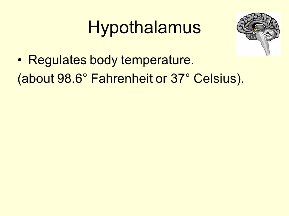 Hypothalamus Regulates body temperature. (about 98.6° Fahrenheit or 37° Celsius).
