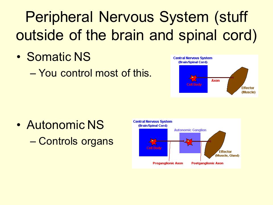 Peripheral Nervous System (stuff outside of the brain and spinal cord) Somatic NS –You control most of this.