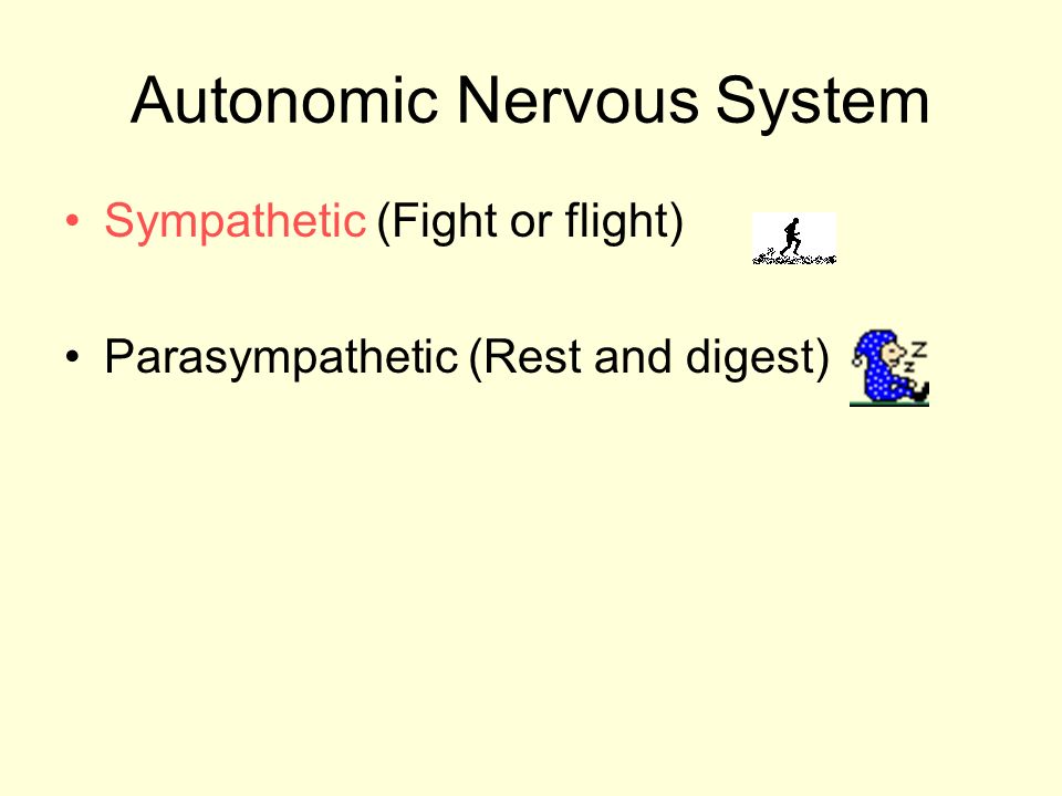 Autonomic Nervous System Sympathetic (Fight or flight) Parasympathetic (Rest and digest)