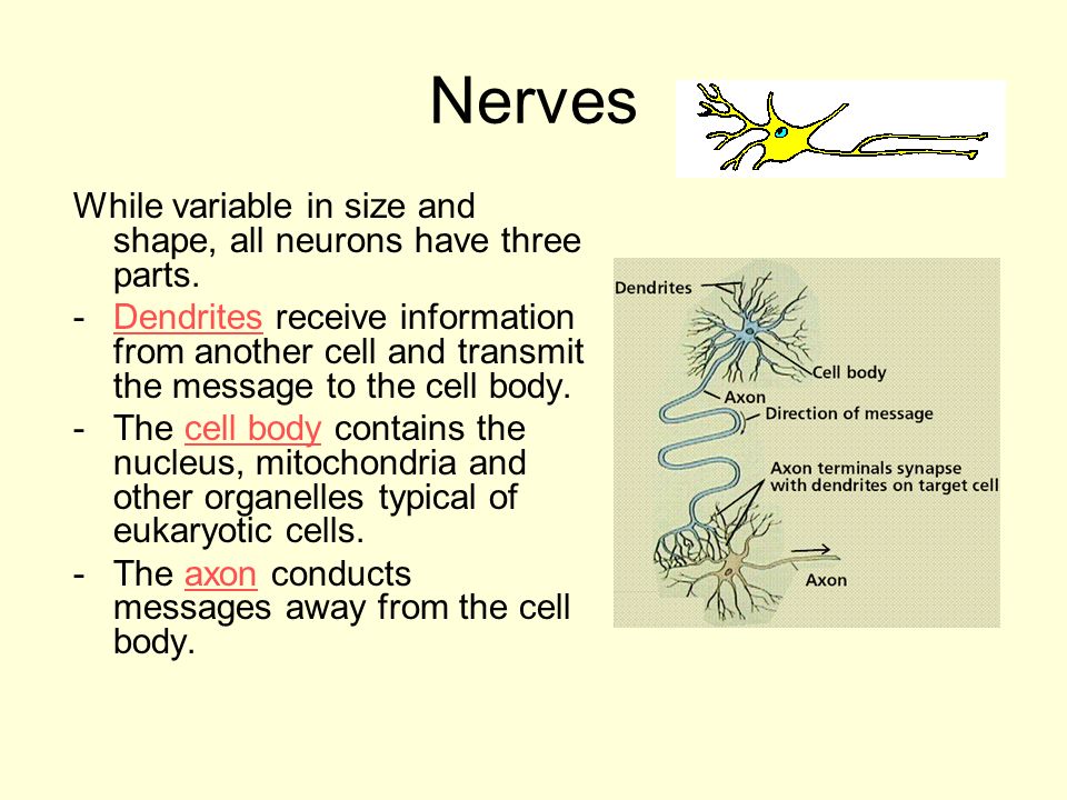Nerves While variable in size and shape, all neurons have three parts.